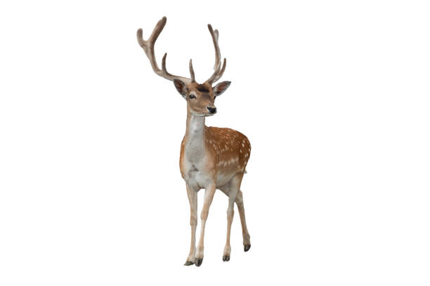 istock male deer isolated on a white background 2134705786