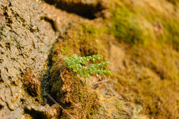 Moss covers the surface of rocks in the rainforest.