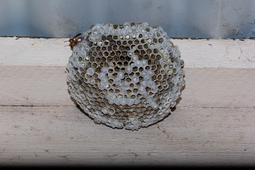 Paper wasp, nest