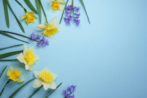 istock Stylish daffodils and hyacinths flat lay on a blue background. Hello spring, floral banner. 2134727307