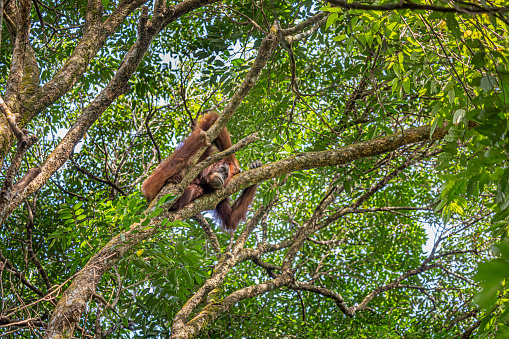 Female Sumatra orangutan, Pongo abelii resting in a tree in the jungle the Mount Leuser National Park close to Bukit Lawang in the northern part of Sumatra