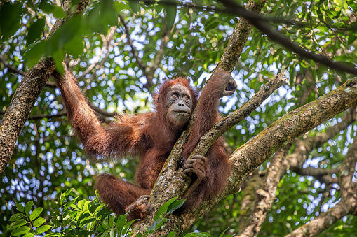 Female Sumatra orangutan, Pongo abelii resting in a tree in the jungle the Mount Leuser National Park close to Bukit Lawang in the northern part of Sumatra