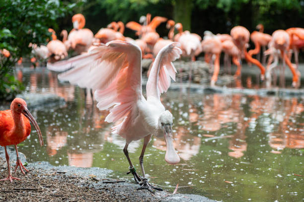 A single flamingo spreads its wings on the waterfront, with a flock in the background