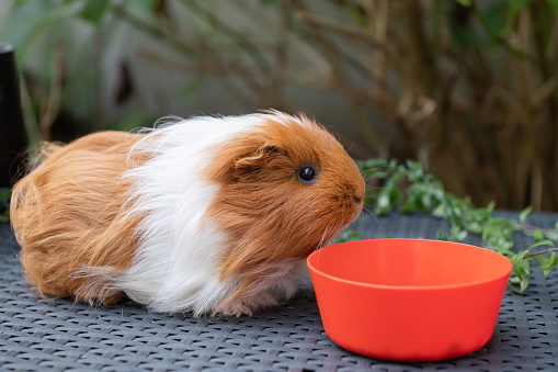A brown and white guinea pig beside an orange bowl on a wicker surface
