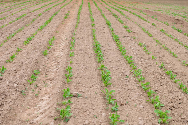 istock Young Lettuce Plants in Organized Rows on Farm 2134736367