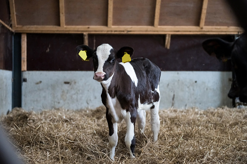 A young black and white calf stands in a straw-filled barn, looking curiously at the camera