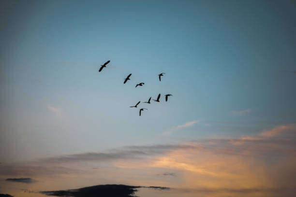 istock The beautiful lake scenery at sunrise and sunset -Spring Farm 2134738048
