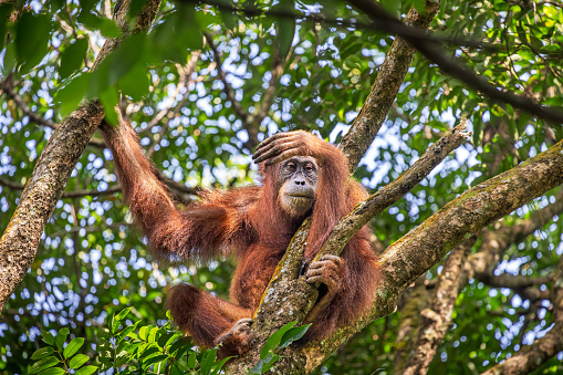 Female Sumatra orangutan, Pongo abelii resting in a tree while looking at the tourist in the jungle the Mount Leuser National Park close to Bukit Lawang in the northern part of Sumatra