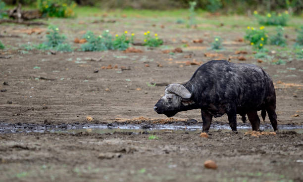 Buffalo's in the Kruger National Park.