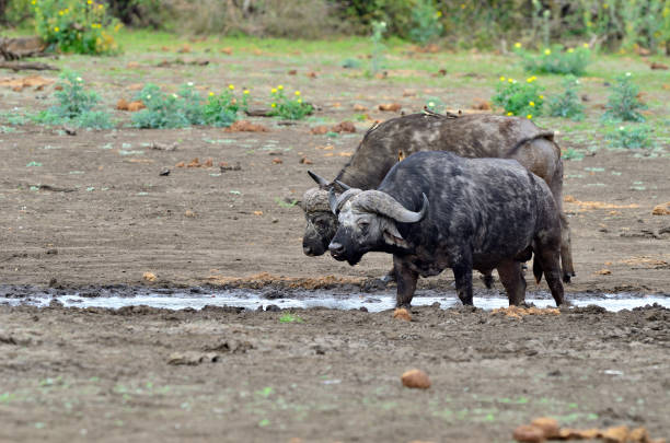Buffalo's in the Kruger National Park.