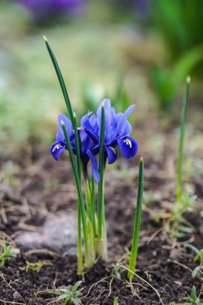 Small colorful flowers on an early spring
