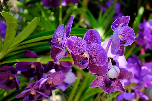 Close-up of blue Vanda coerulea orchids