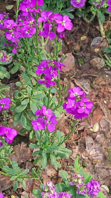 violet bloom in spring