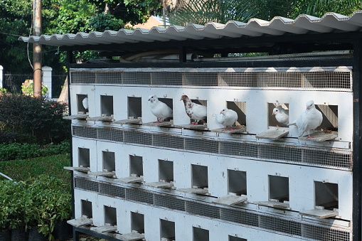 Flock of white pigeons perched outside their coop boxes, adding life to the serene aviary setup on a calm day.