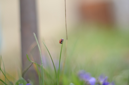 Ladybug 1