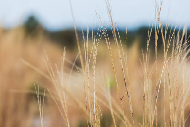 Amur silvergrass wet from the rain. Miscanthus sacchariflorus