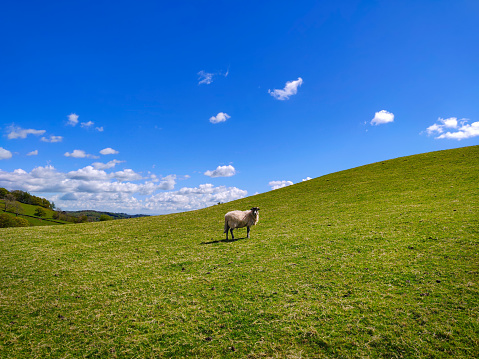 A sheep grazing on a green hill pasture. Idyllic rural farm countryside. Vibrant green grass and blue sky. Lake District, Cumbria, England, UK
