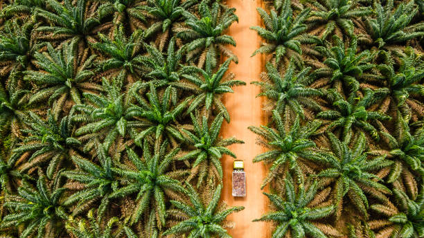 Palm Oil Plantations