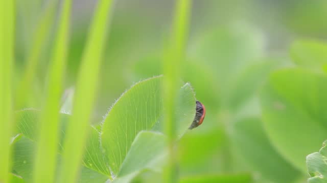 A small red ladybird crawling on a clover leaf