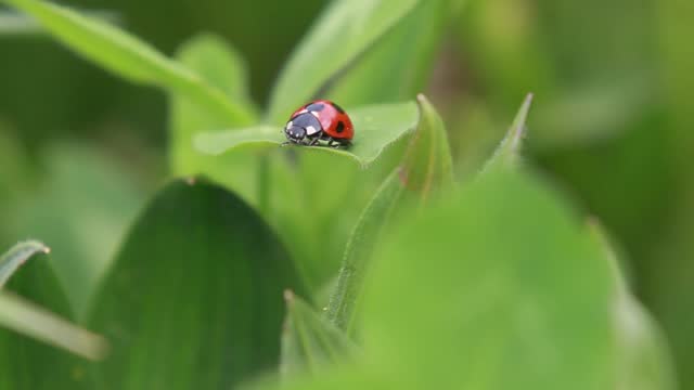 Little red ladybird rubbing its paws together on a leaf, a creature in a field in spring