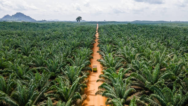 istock Palm Oil Plantations 2134815561
