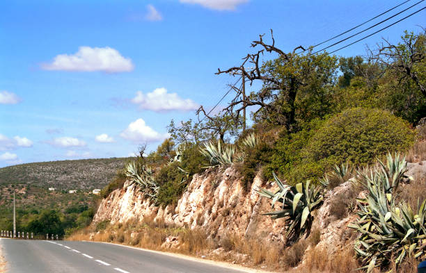 Agave plants on the rock along a road