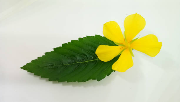 istock natural colorful and beauty flora 2134841074