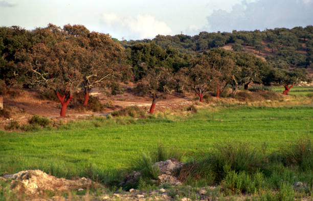cork oaks in a green grass field