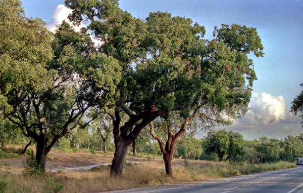 cork oaks along a road against the sky