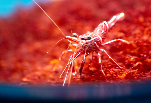 Lobster in the aquarium. Close-up of a shrimp.