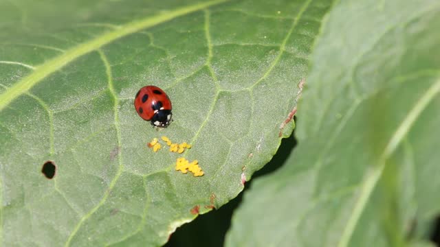 A small red ladybird laying eggs on a green leaf