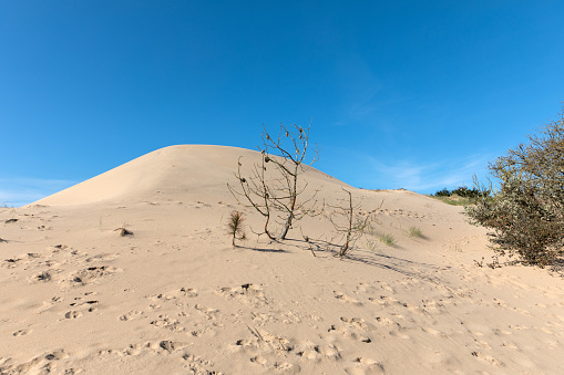 Pine buried by the coastal dune of the Plage du Veillon in Talmont-Saint-Hilaire (Vendee, France)