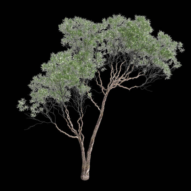 3d illustration of Melaleuca lanceolata tree isolated on black background