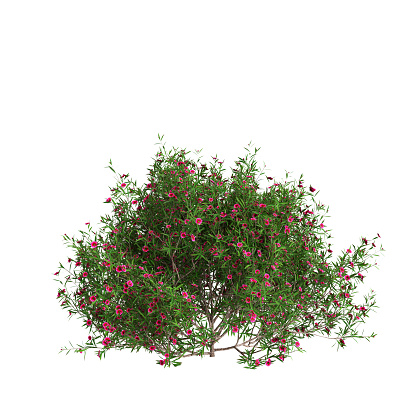 3d illustration of Leptospermum scoparium tree isolated on white background