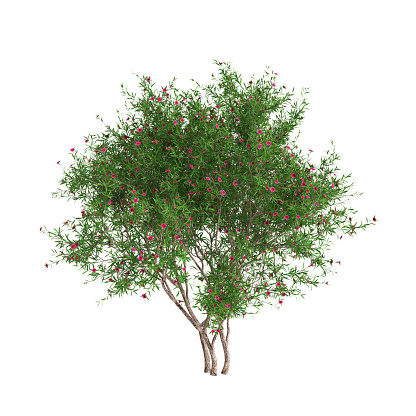 3d illustration of Leptospermum scoparium tree isolated on white background