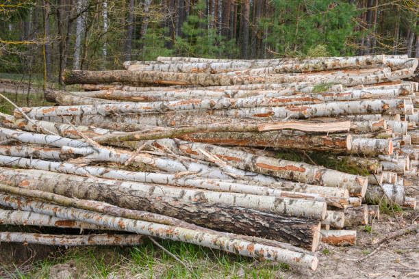 istock Firewood in the forest, birch tree logs. Lumber industry. Environmental damage 2134868123