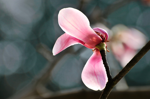 lovely magnolia blossom in springtime
