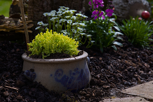 Clay pot with alyssum in the garden surrounded by other plants.