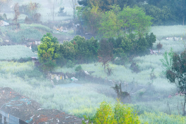 Early morning sunlight shines on green plants