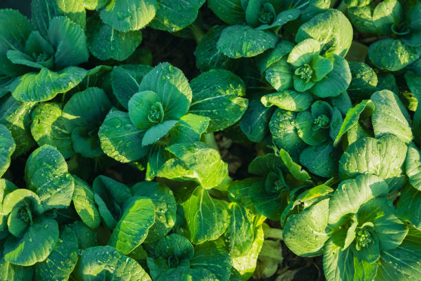 istock Sunlight shining on green plants 2134931705