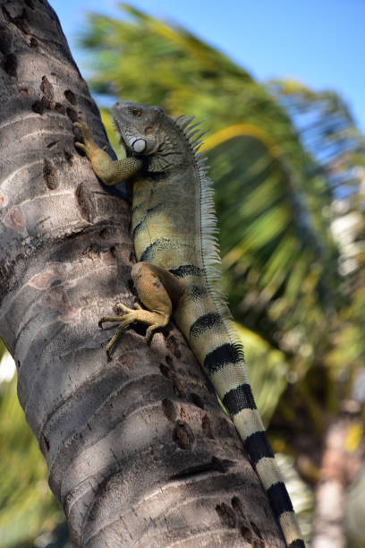 Green Iguana Lizard Climbing up a Palm Tree