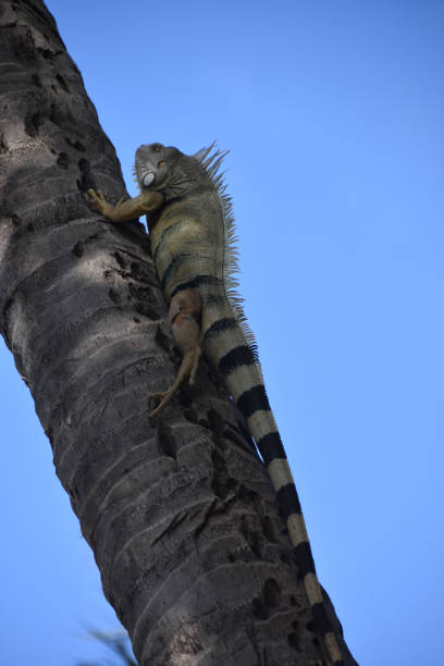 istock Large Iguana Climbing Up a Palm Tree 2134937050