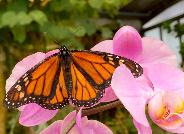 Free Stock Photo of Monarch butterfly on vibrant pink flowers ...