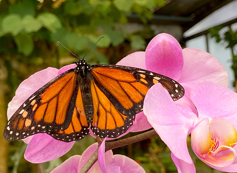Monarch butterfly or Danaus plexippus on pink orchid flower in Mariposario del Drago Butterfly Park,Icod, Tenerife,Canary Islands,Spain.Selective focus.