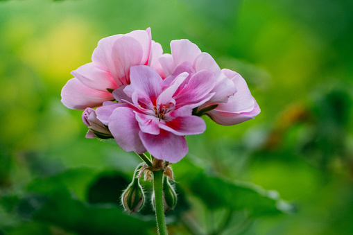 Close-up of Pink Geranium Flower