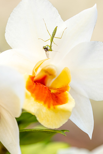 Close-up of a praying mantis feasting on an unknown insect on a wild orchid flower in bloom.