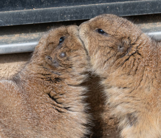 istock Prairie dogs getting along well 2134955613
