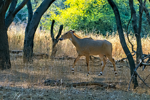 nilgai (Boselaphus tragocamelus), the largest antelope of Asia, observed in Jhalana in Rajasthan, India