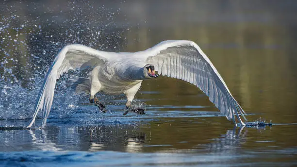 Action shot of mute swan taking off and flying from lake with water splashes and droplets - shot at high speed