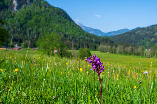 Broad-leaved marsh orchid (Dactylorhiza majalis) flower in a meadow in the Zgornje Jezersko valley in Slovenia during a beautiful springtime day with the mountain range around the Grintovec mountain peak in the Kamnik–Savinja Alps in the background.